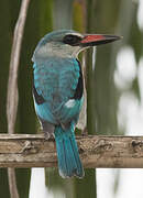 Woodland Kingfisher