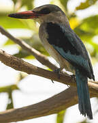 Woodland Kingfisher