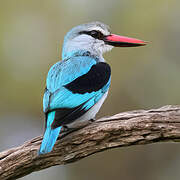 Woodland Kingfisher