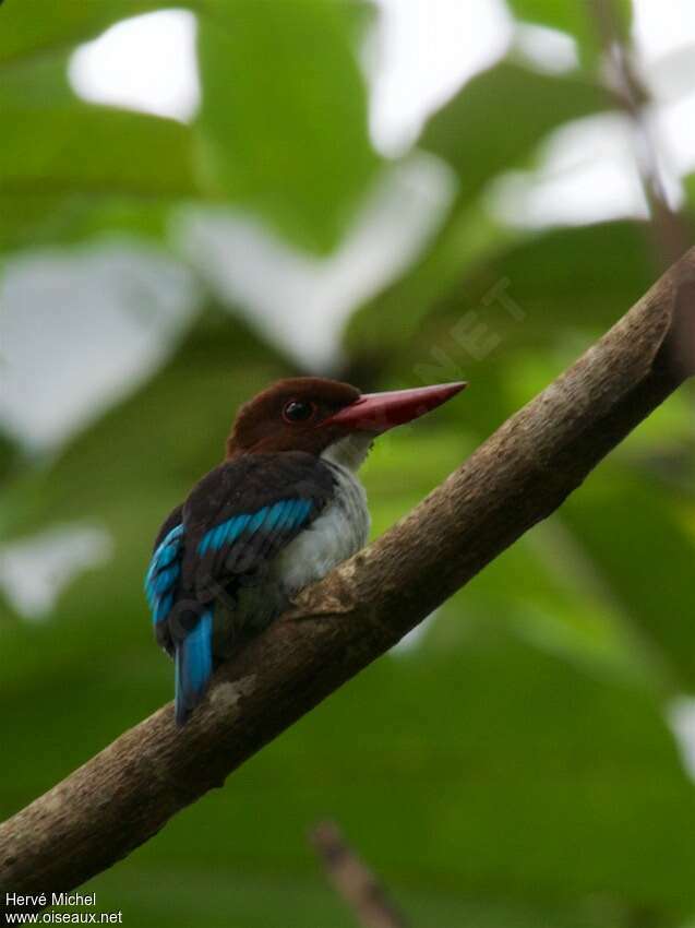 Martin-chasseur marronadulte, identification