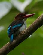 Chocolate-backed Kingfisher