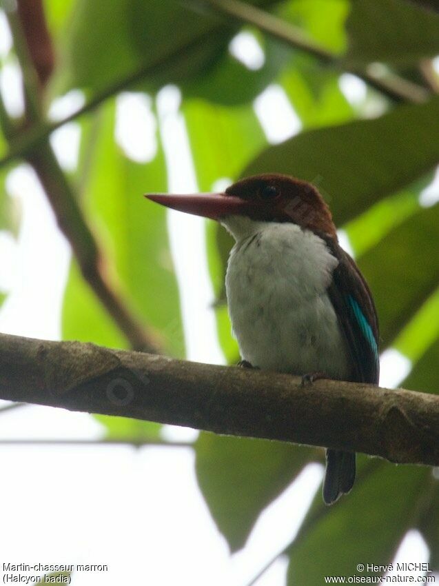 Chocolate-backed Kingfisheradult