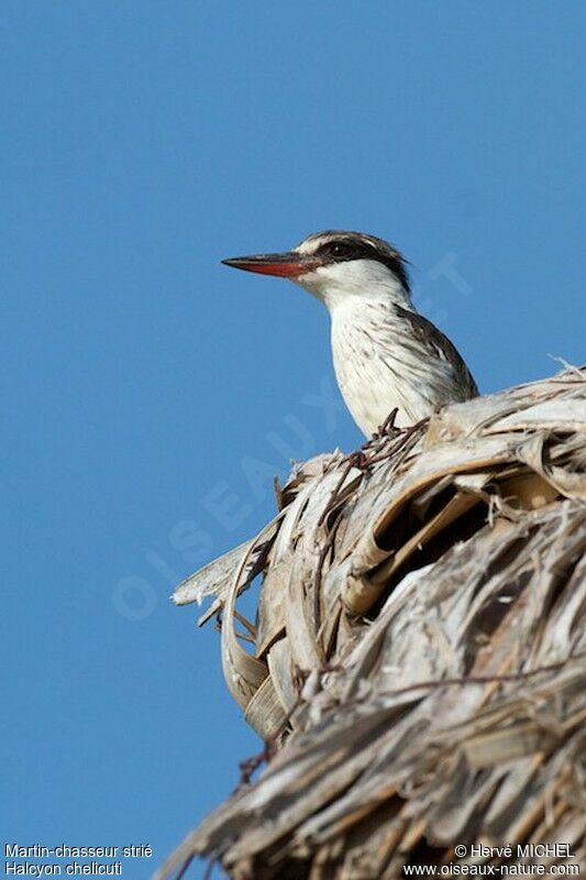 Striped Kingfisheradult