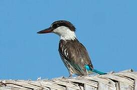 Striped Kingfisher