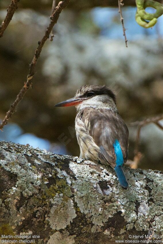 Striped Kingfisher