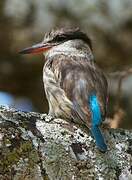 Striped Kingfisher