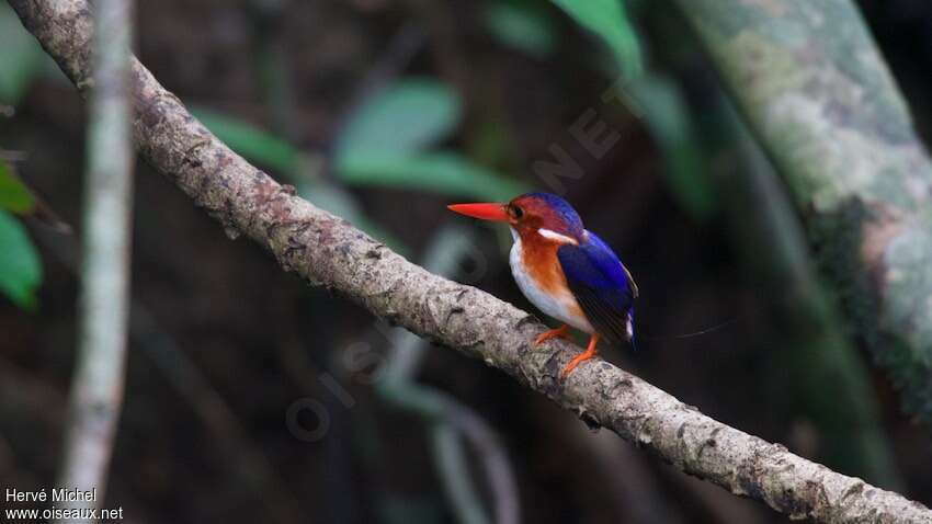 White-bellied Kingfisheradult