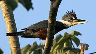 Ringed Kingfisher