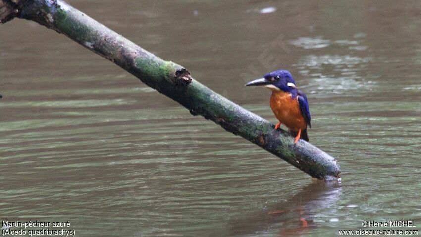 Shining-blue Kingfisher