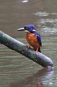 Shining-blue Kingfisher