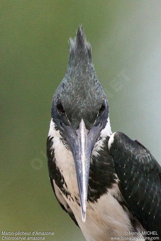 Amazon Kingfisher female adult, identification