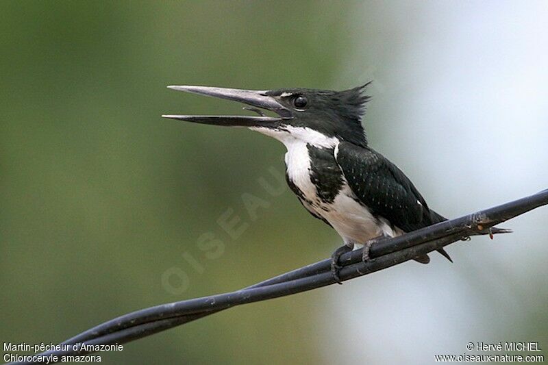 Martin-pêcheur d'Amazonie femelle adulte, identification