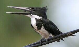 Amazon Kingfisher