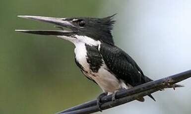 Martin-pêcheur d'Amazonie