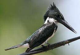 Amazon Kingfisher