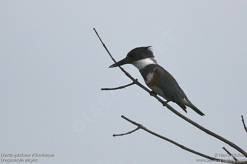 Belted Kingfisher female adult