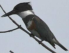 Belted Kingfisher