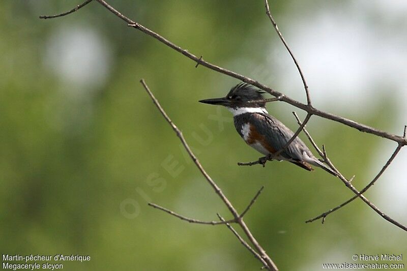 Belted Kingfisher female adult