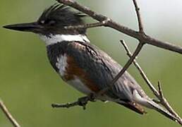 Belted Kingfisher