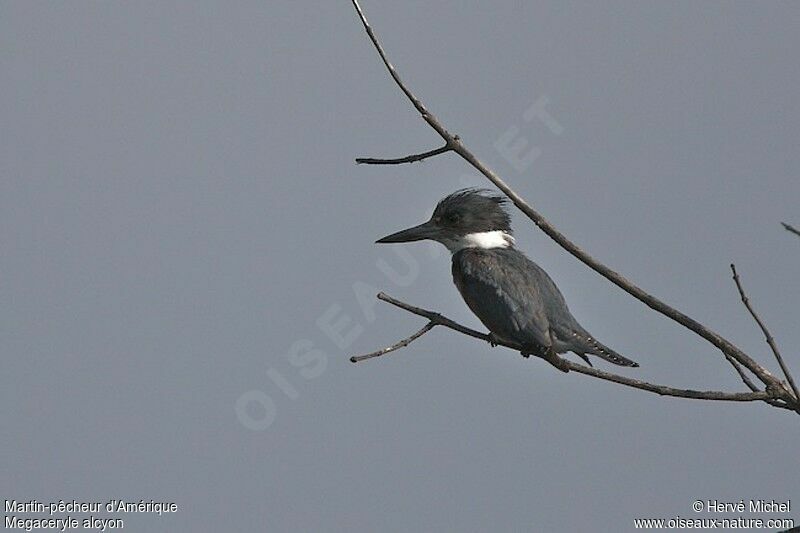 Belted Kingfisher female adult