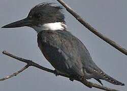 Belted Kingfisher