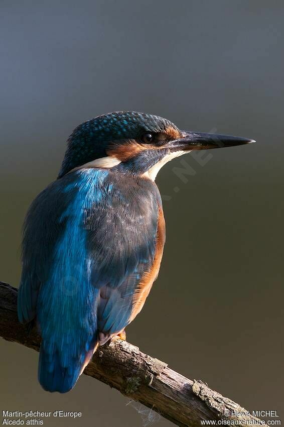 Common Kingfisher