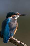 Common Kingfisher