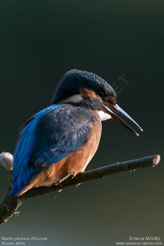 Common Kingfisher