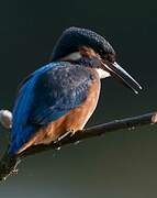 Common Kingfisher