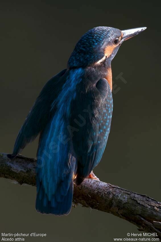 Common Kingfisher, Behaviour