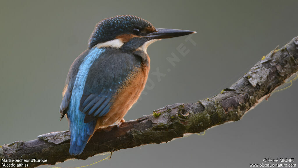 Common Kingfisher