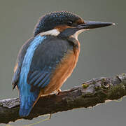 Common Kingfisher