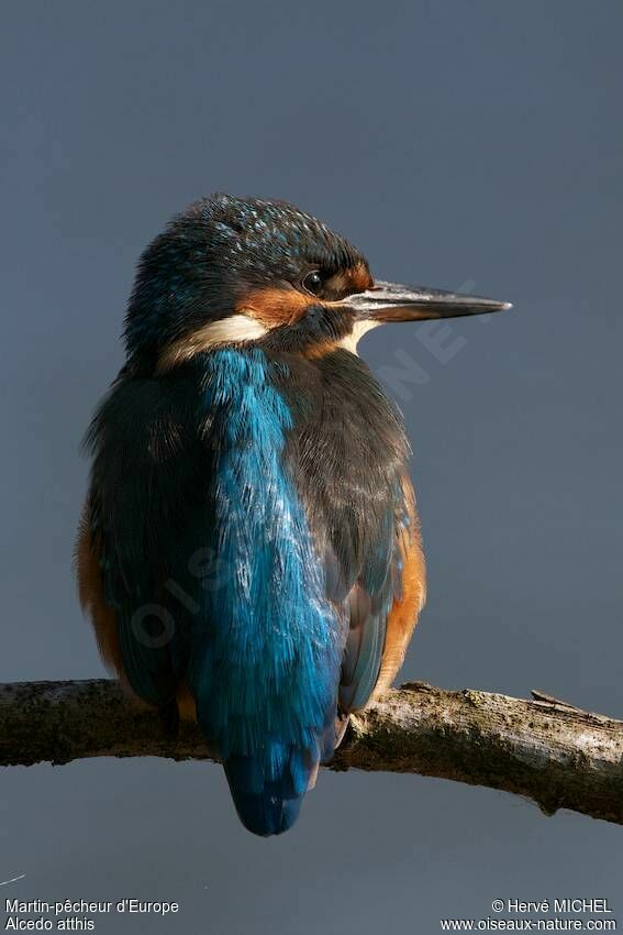 Common Kingfisher