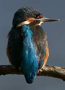 Common Kingfisher