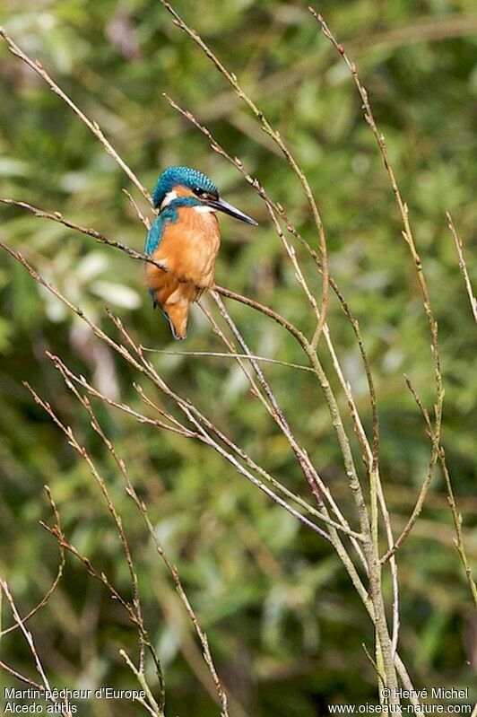 Common Kingfisheradult