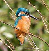 Common Kingfisher