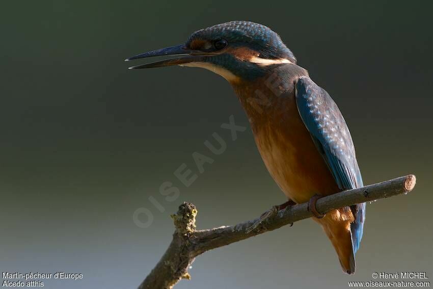 Common Kingfisher