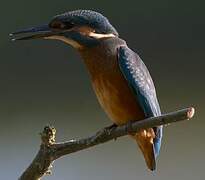 Common Kingfisher