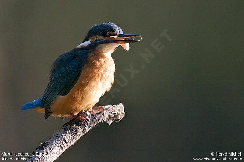 Common Kingfisher