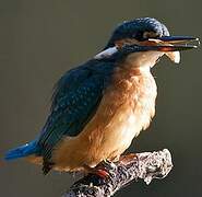 Common Kingfisher