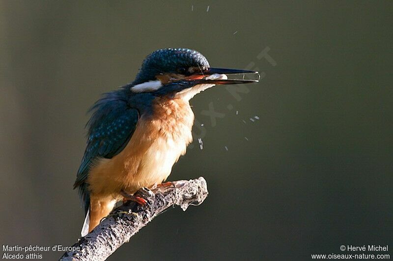 Common Kingfisher