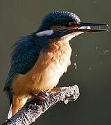 Common Kingfisher