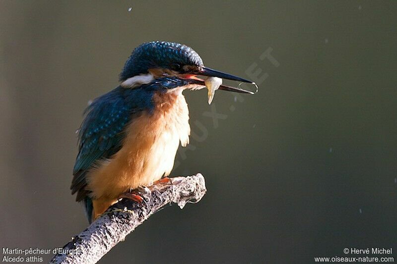 Common Kingfisher