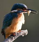 Common Kingfisher