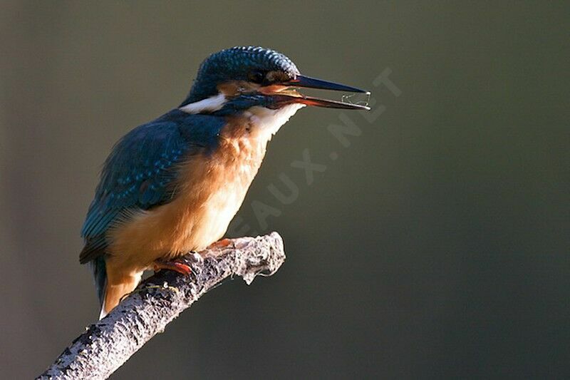 Common Kingfisher