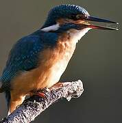 Common Kingfisher