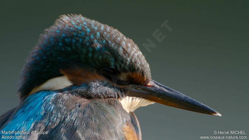 Common Kingfisher