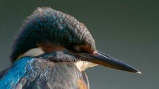 Common Kingfisher