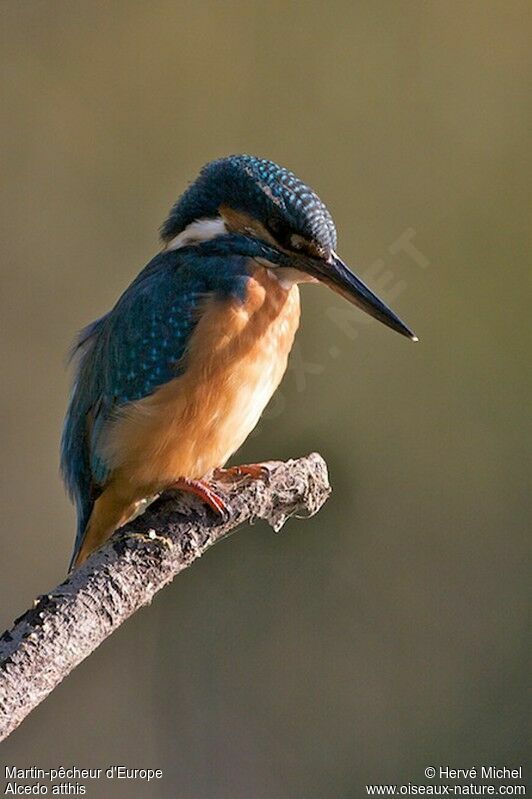 Common Kingfisher