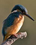 Common Kingfisher